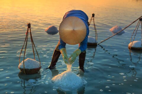Understanding Salinity and Its Impact on Agriculture: A Multi-Perspective Approach